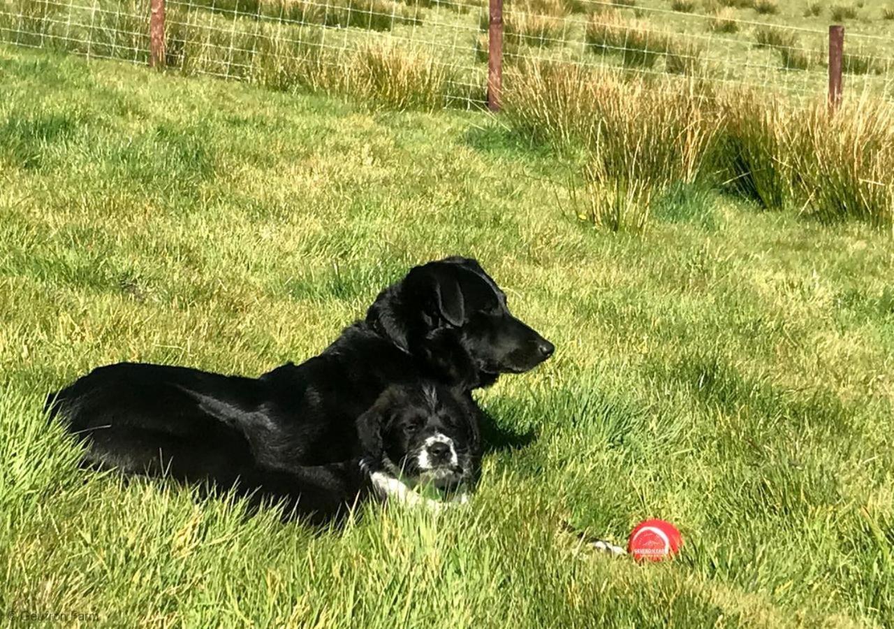 Dog Friendly Cottage, Geufron Farm Near Tywyn Bryn-crug Екстериор снимка
